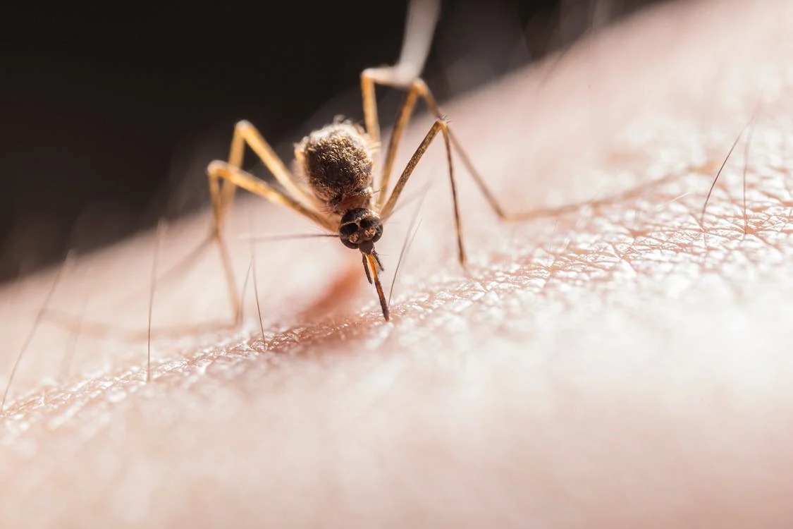 Azota crisis de dengue a Argentina, superando los 100 mil casos