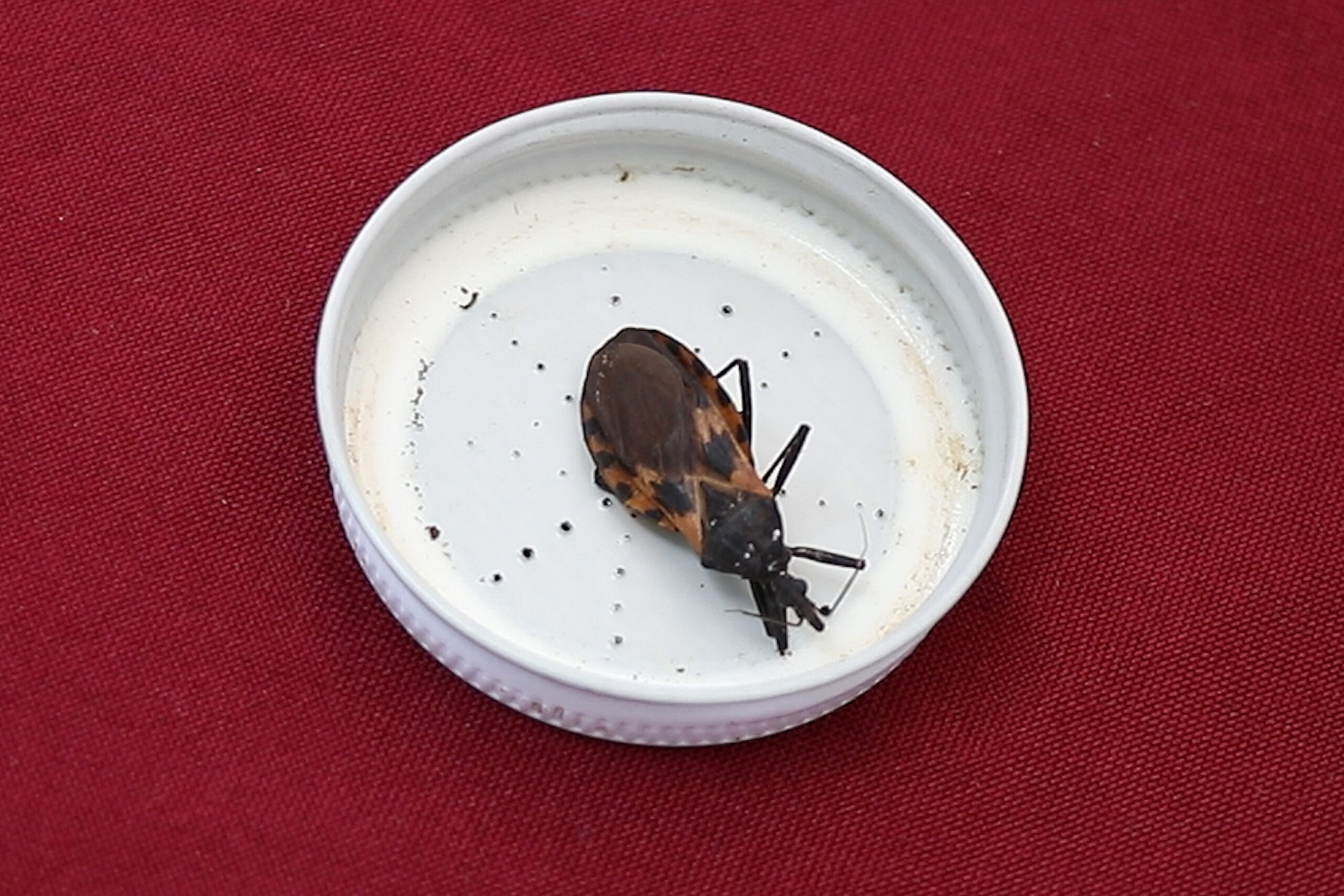 Piden extremar precauciones por enfermedad de Chagas