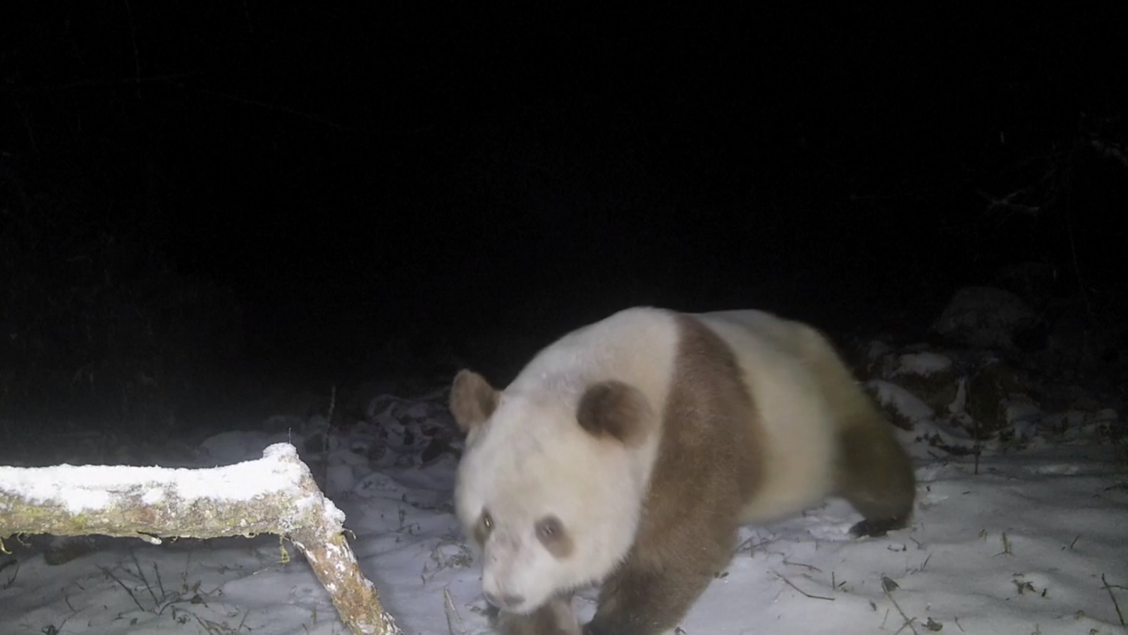 Captan a oso panda pardo en China por primera vez en seis años