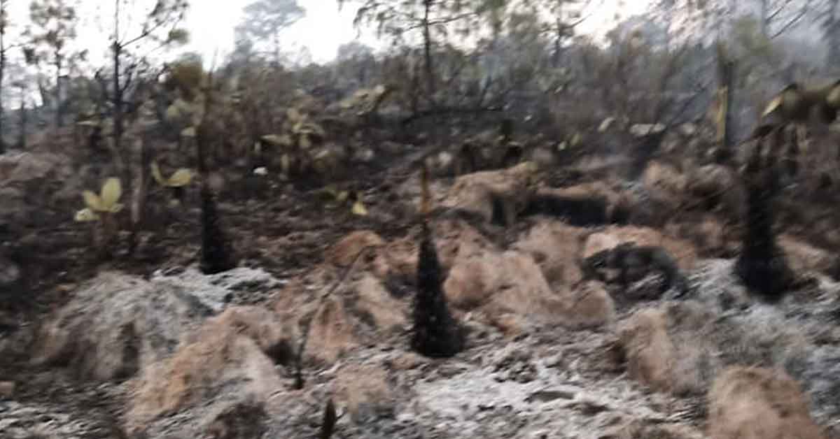 Provocado incendio en Aquixtla; hay tres detenidos