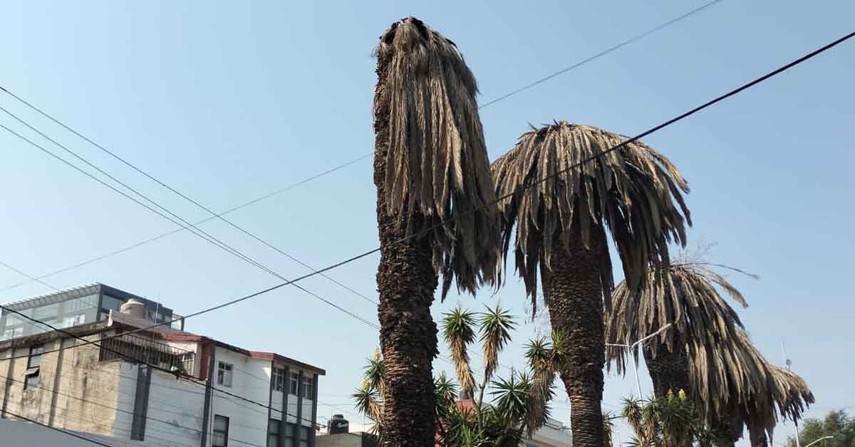 Retirarán palmeras muertas en La Paz