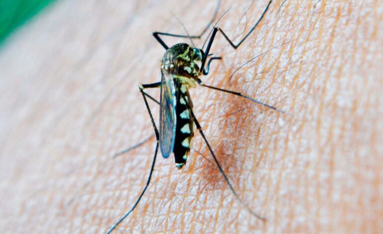 Reporta Salud mil 591 contagios por dengue en lo que va de 2024