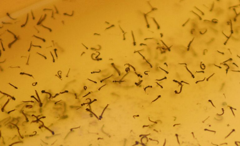 En 24 horas disminuyen hospitalizados por dengue: Salud