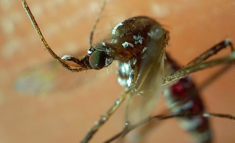Reporta Salud 27 personas hospitalizadas por dengue