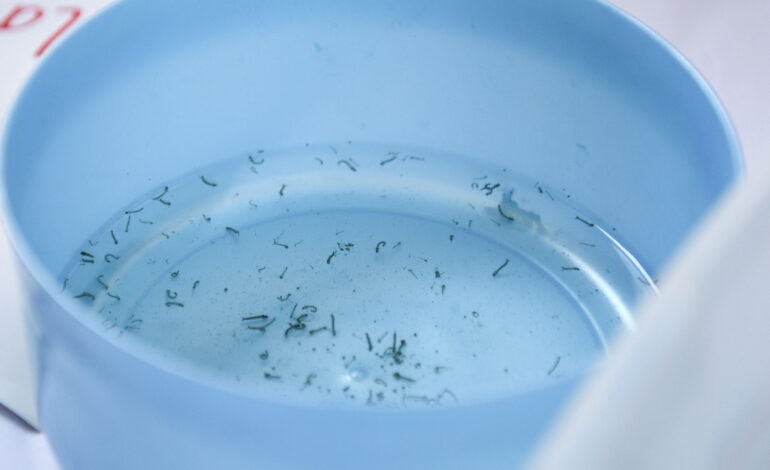 Reporta Salud tres nuevas hospitalizaciones por dengue en Puebla