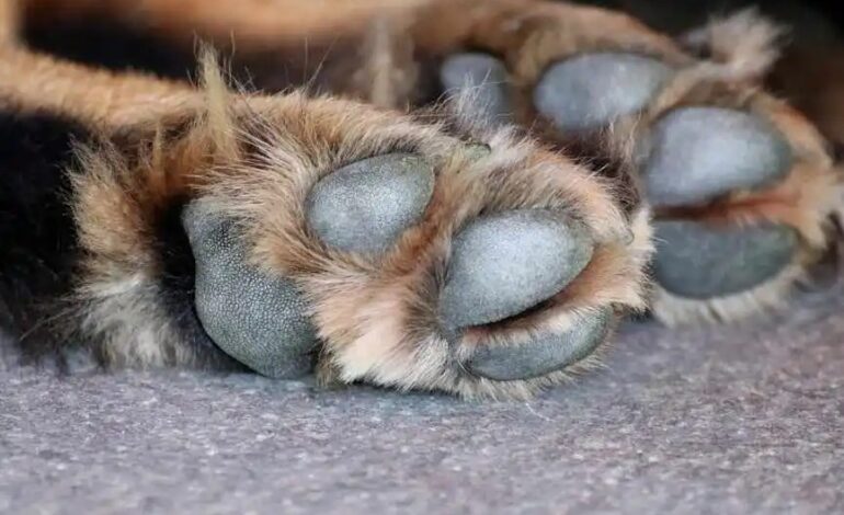 Cachorritos agredidos en Perote, Veracruz: llamado urgente por justicia