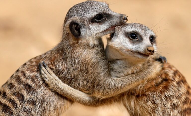 Incorporación de suricatas y un recinto para capibaras en el zoológico del Altiplano