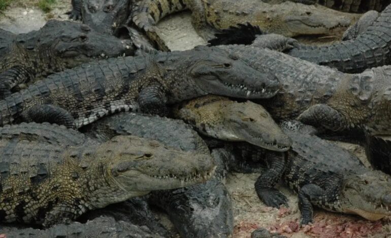 Desplazamiento de cocodrilos tras el huracán John en Oaxaca