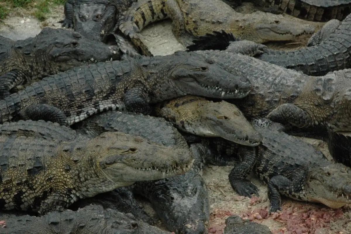 Desplazamiento de cocodrilos tras el huracán John en Oaxaca