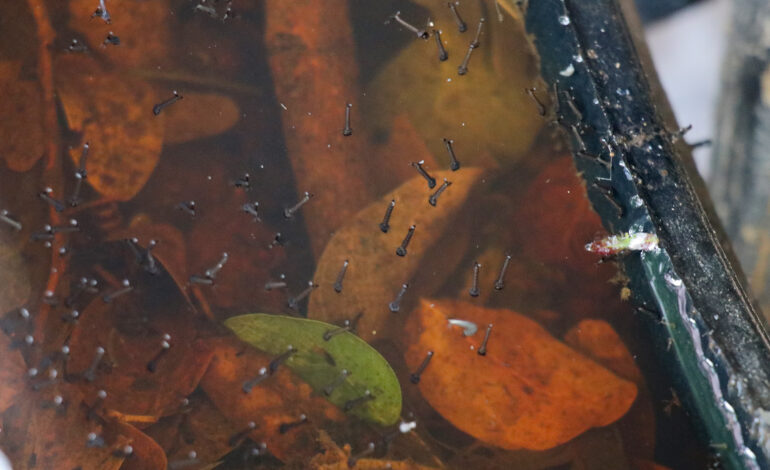 Puebla, sin contagios ni defunciones por dengue en últimas 24 horas: Salud