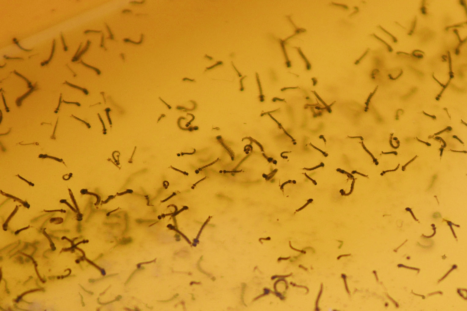Megaoperativo “Morelos contra el Dengue” en Morelos