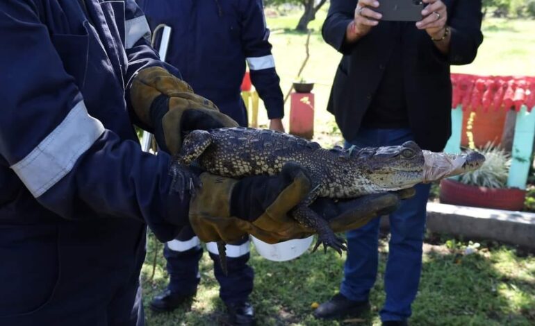 Cocodrilo Moreletii sorprende en centro educativo de Veracruz