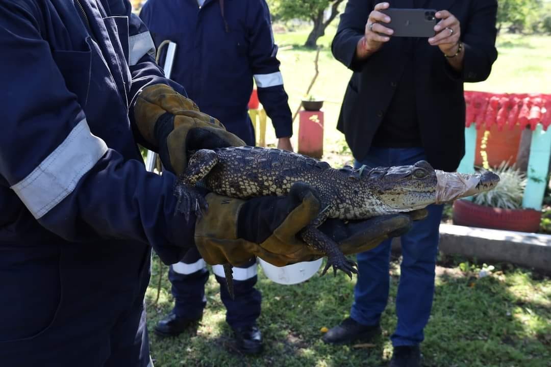 Cocodrilo Moreletii sorprende en centro educativo de Veracruz