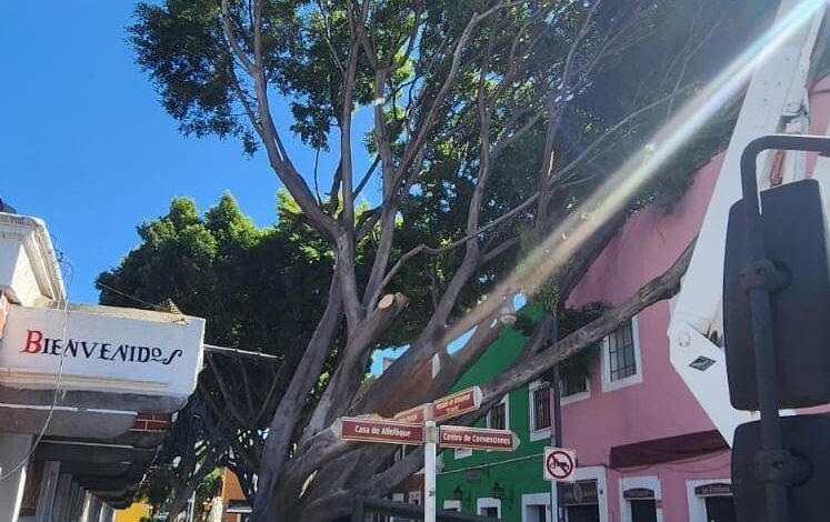 Continúa el retiro de árbol caído en el Barrio del Artista