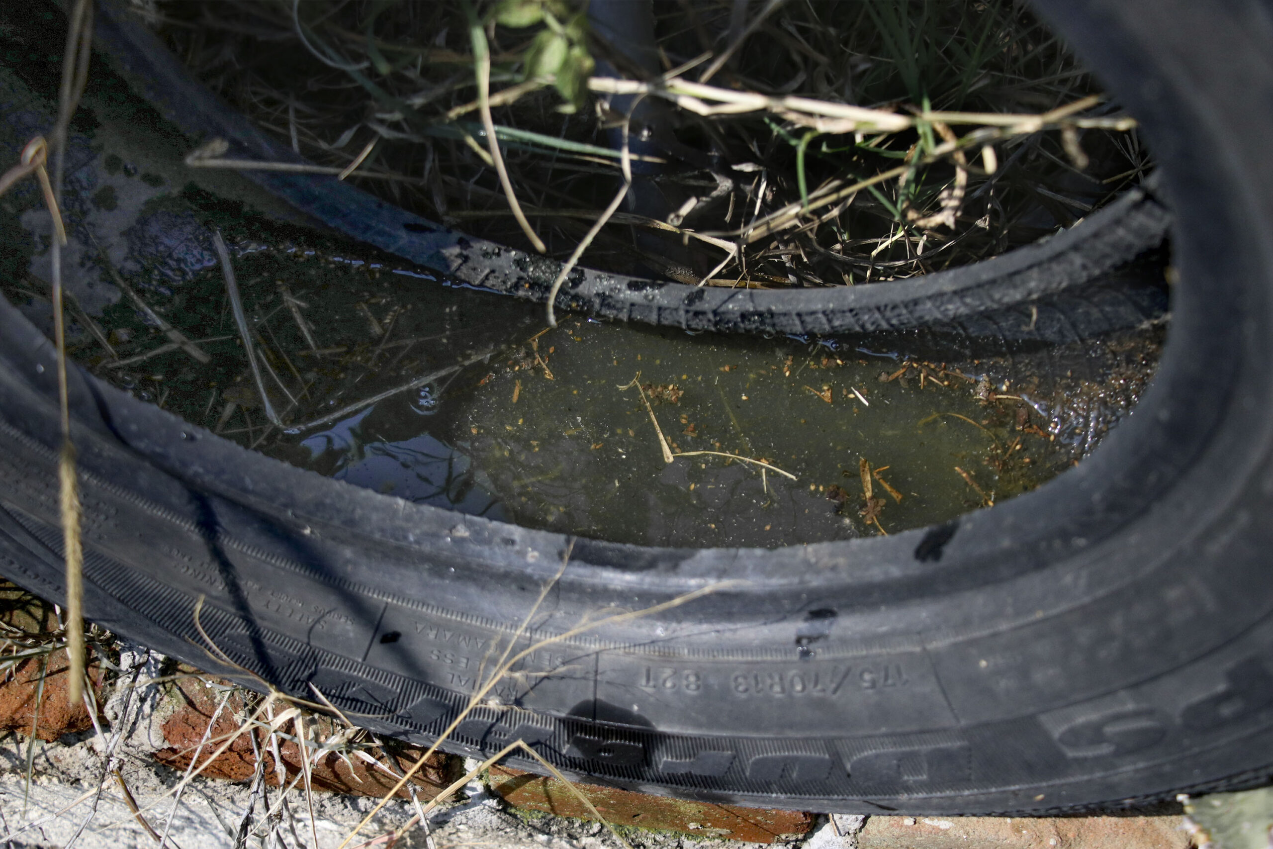 Reporta Salud 79 municipios de Puebla con casos de dengue
