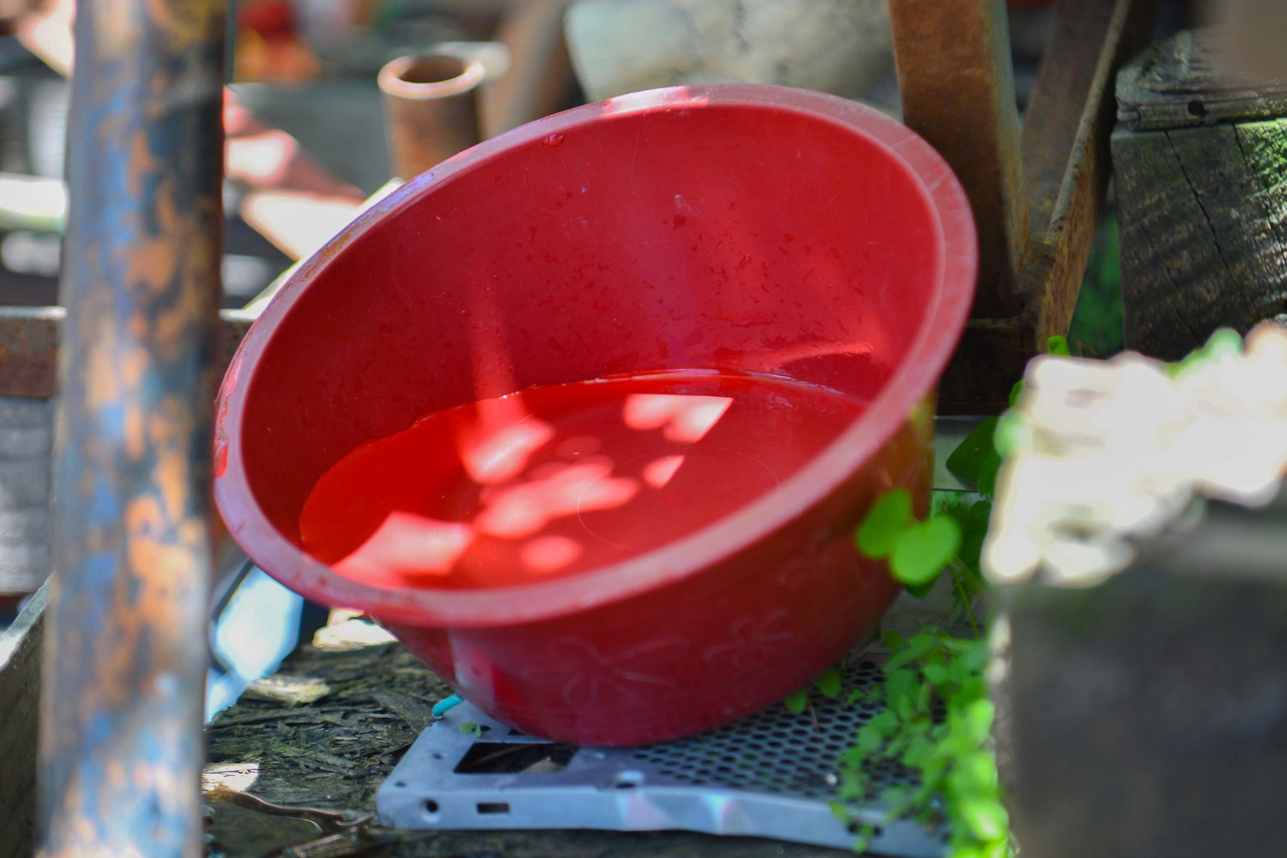 Sin defunciones ni contagios por dengue en las últimas 24 horas: Salud