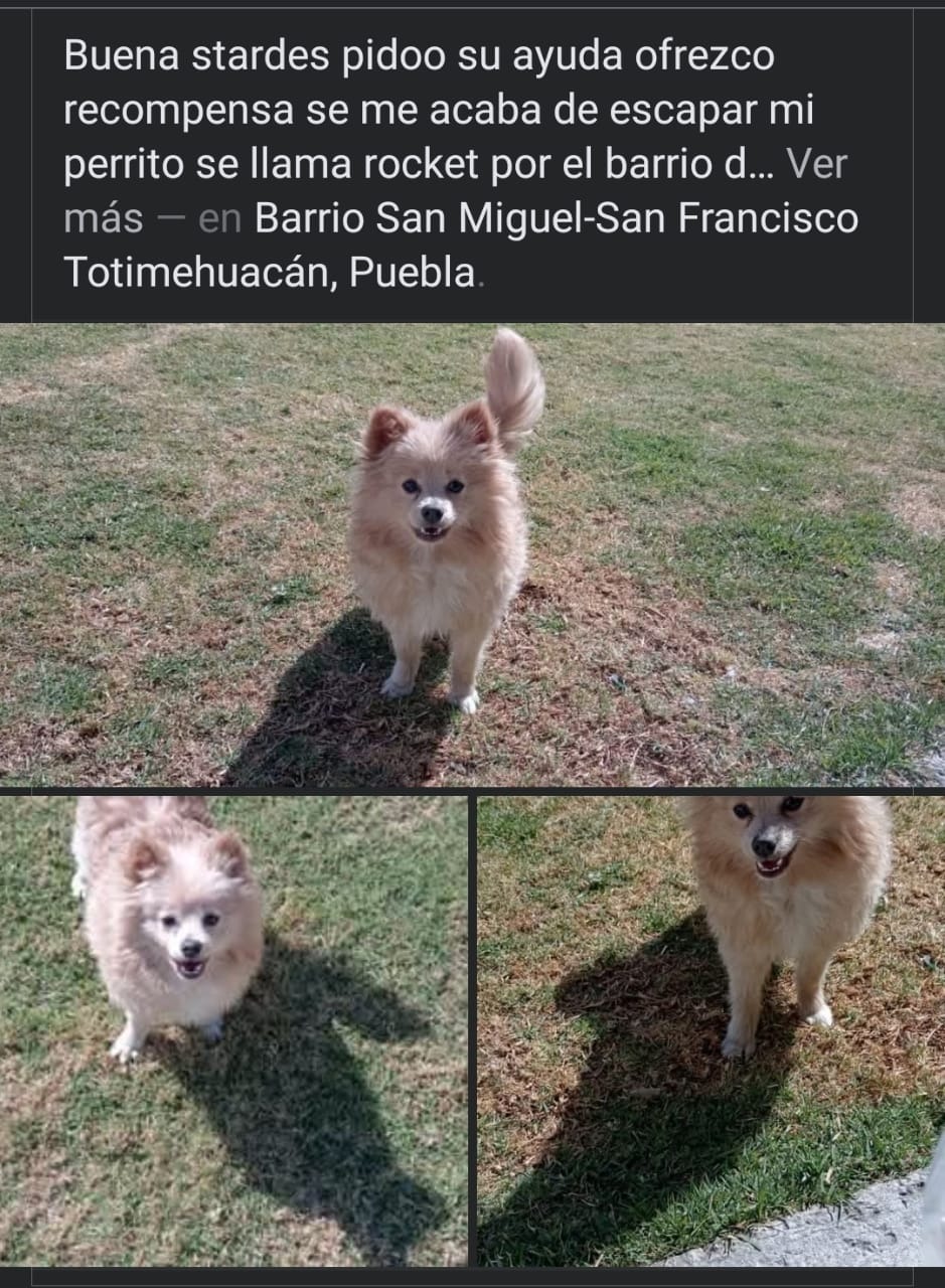 ¡Justicia para Rocket! Levantan a cachorro y devuelven su cadáver tres días después en un DiDi