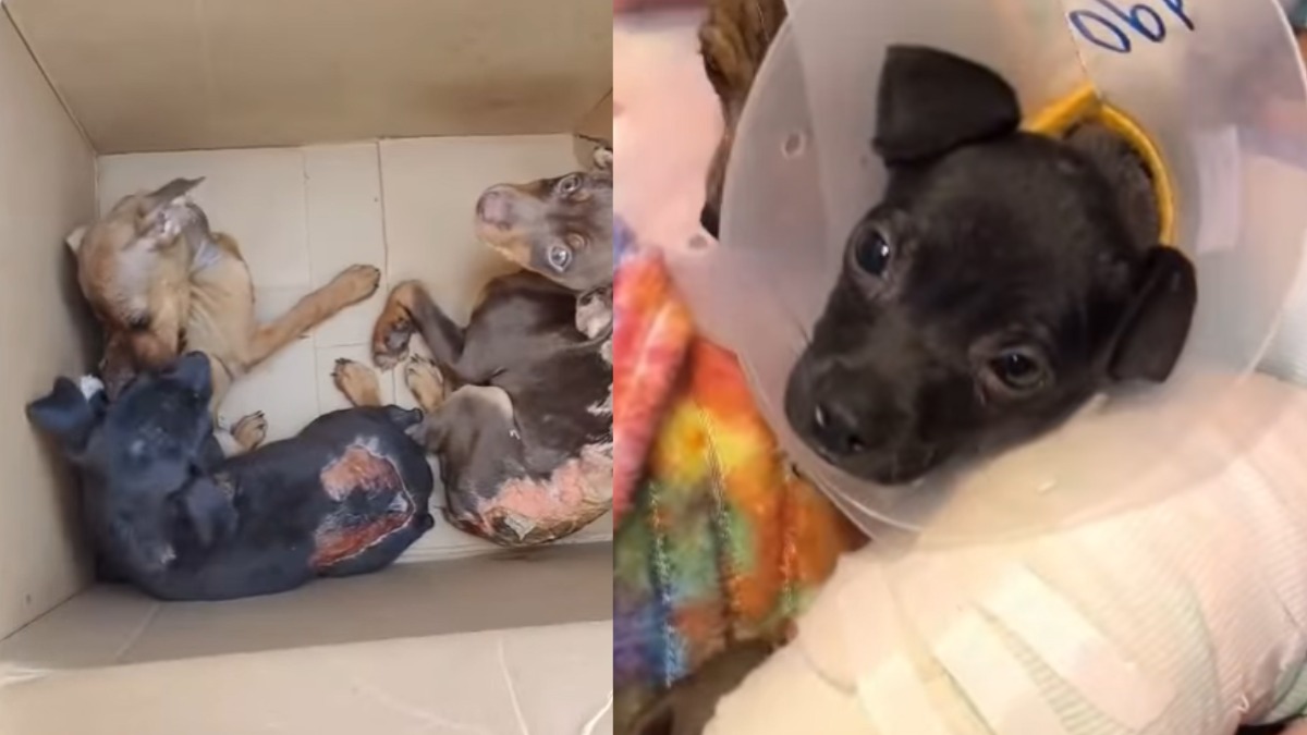 Indignación en El Salto, Jalisco : Tres perritos quemados luchan por sobrevivir tras maltrato