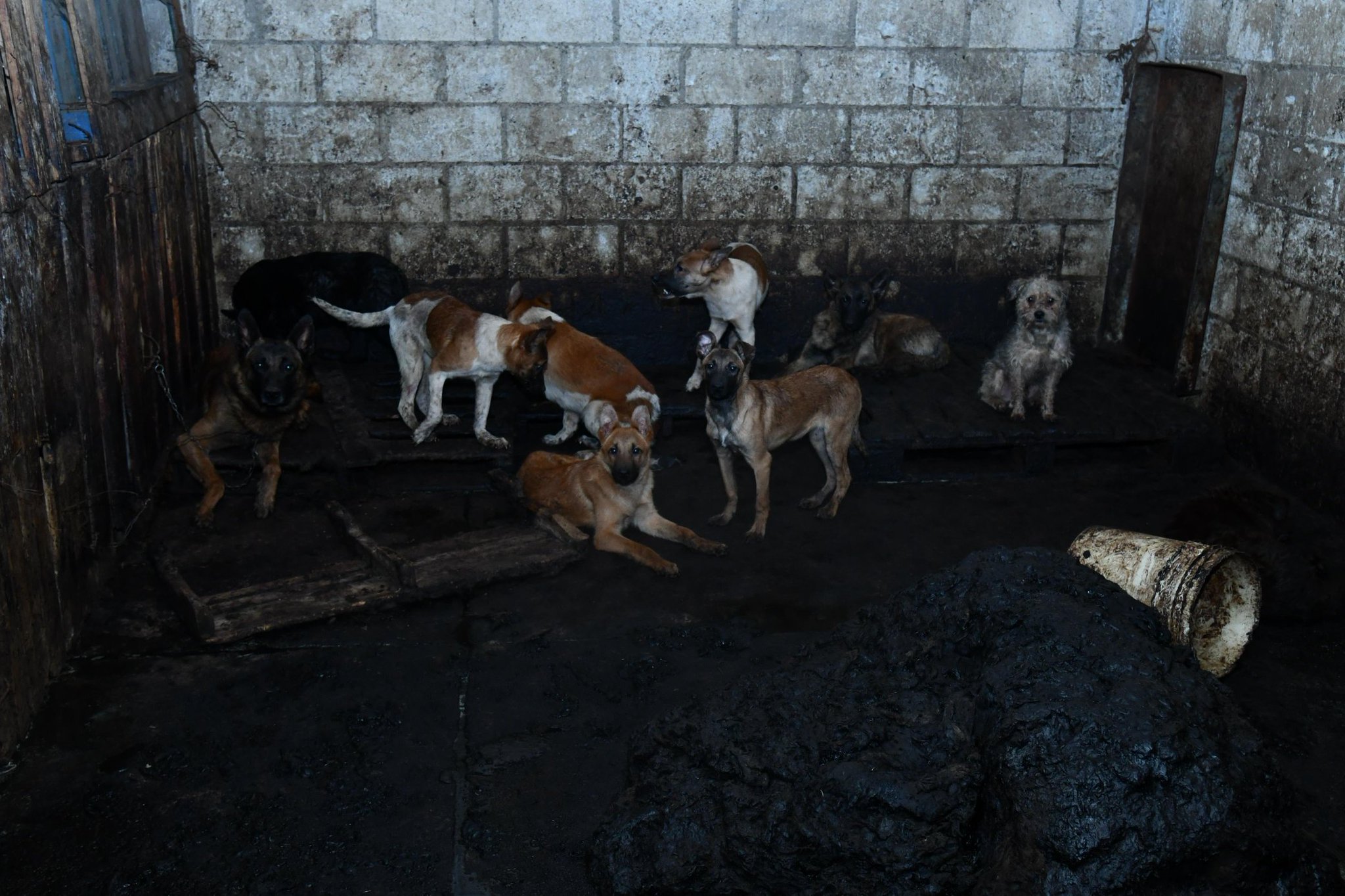 Detienen a hombre por presuntamente vender carne de perro en Mexicaltzingo