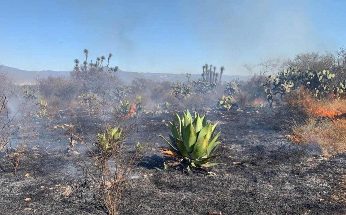Arrasan incendios forestales Sierra Negra