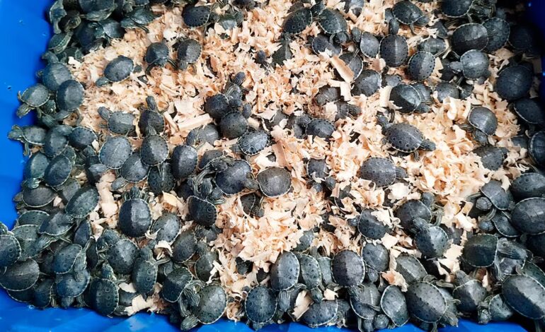 Encuentran más de 300 tortugas que eran transportadas de manera ilegal en la autopista México-Puebla