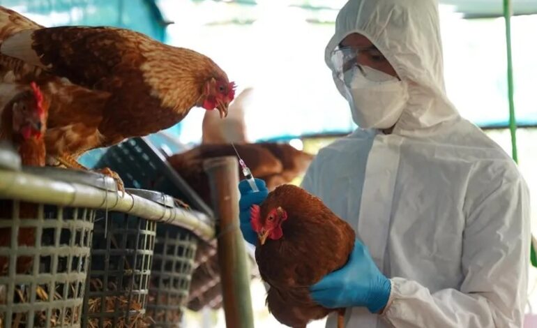 Una menor de edad, primer caso humano de influenza aviar H5N1 en México