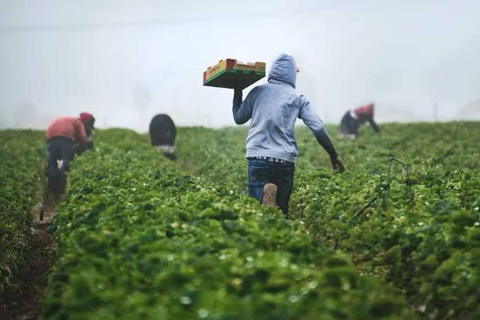 Rechaza EUA amnistía a indocumentados trabajadores del campo