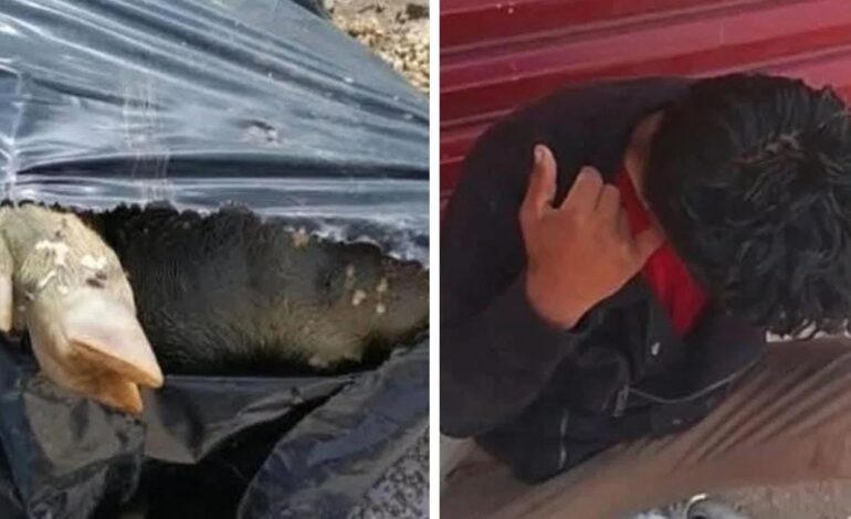 Falsas alarmas por embolsados en Puebla: un cerdo y un hombre dormido movilizan a la policía