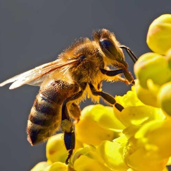 Ataque de abejas provoca dos muertes
