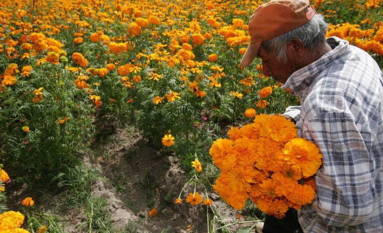 Puebla es líder en producción de cempasúchil y terciopelo; concentra el 72% nacional