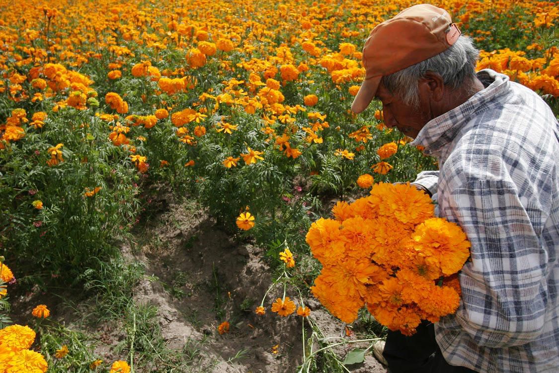 Puebla es líder en producción de cempasúchil y terciopelo; concentra el 72% nacional
