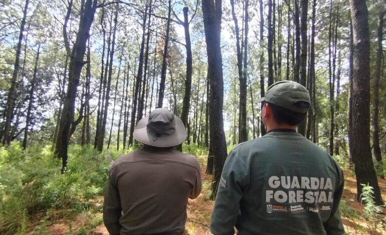Fortalecen el parque La Malinche con 50 mil nuevos pinos