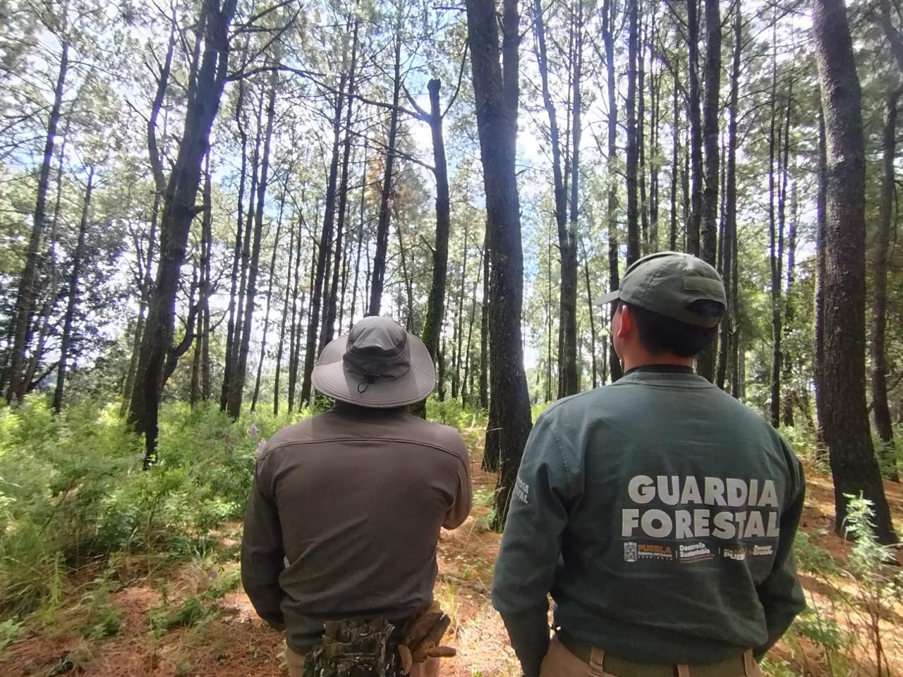Fortalecen el parque La Malinche                        con 50 mil nuevos pinos