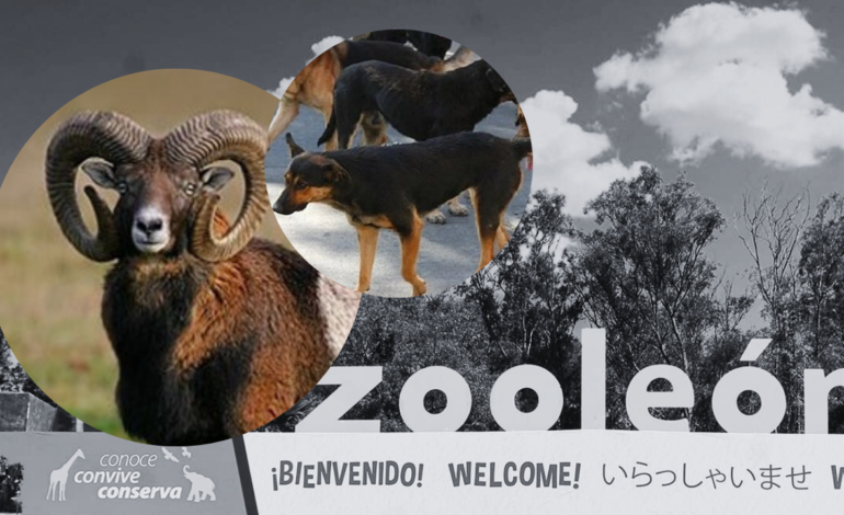 Una jauría de perros mata a 24 borregos muflones en el Zoológico de León; investigan presunta acción premeditada.