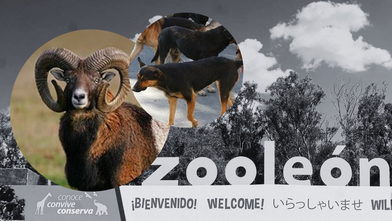 Una jauría de perros mata a 24 borregos muflones en el Zoológico de León; investigan presunta acción premeditada.