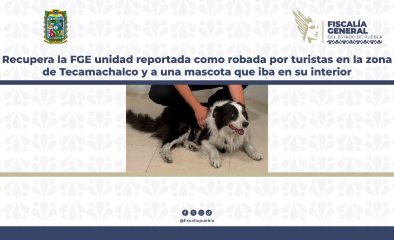 Recupera la FGE unidad reportada como robada por turistas en la zona de Tecamachalco y a una mascota que iba en su interior