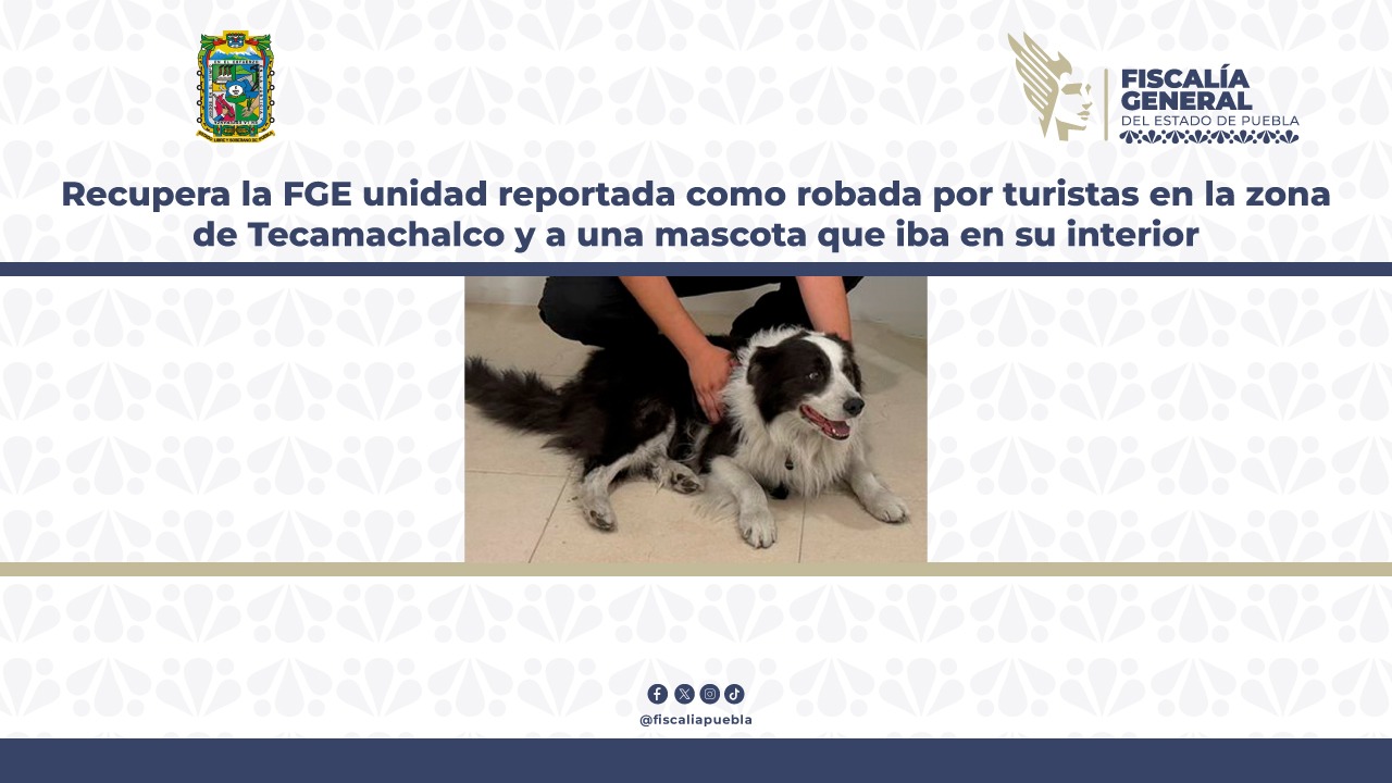 Recupera la FGE unidad reportada como robada por turistas en la zona de Tecamachalco y a una mascota que iba en su interior