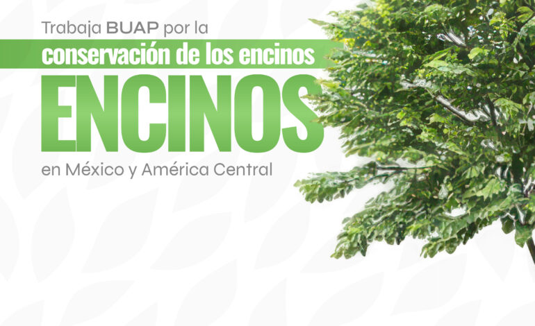Trabaja BUAP para la conservación de encinos en México y América Central
