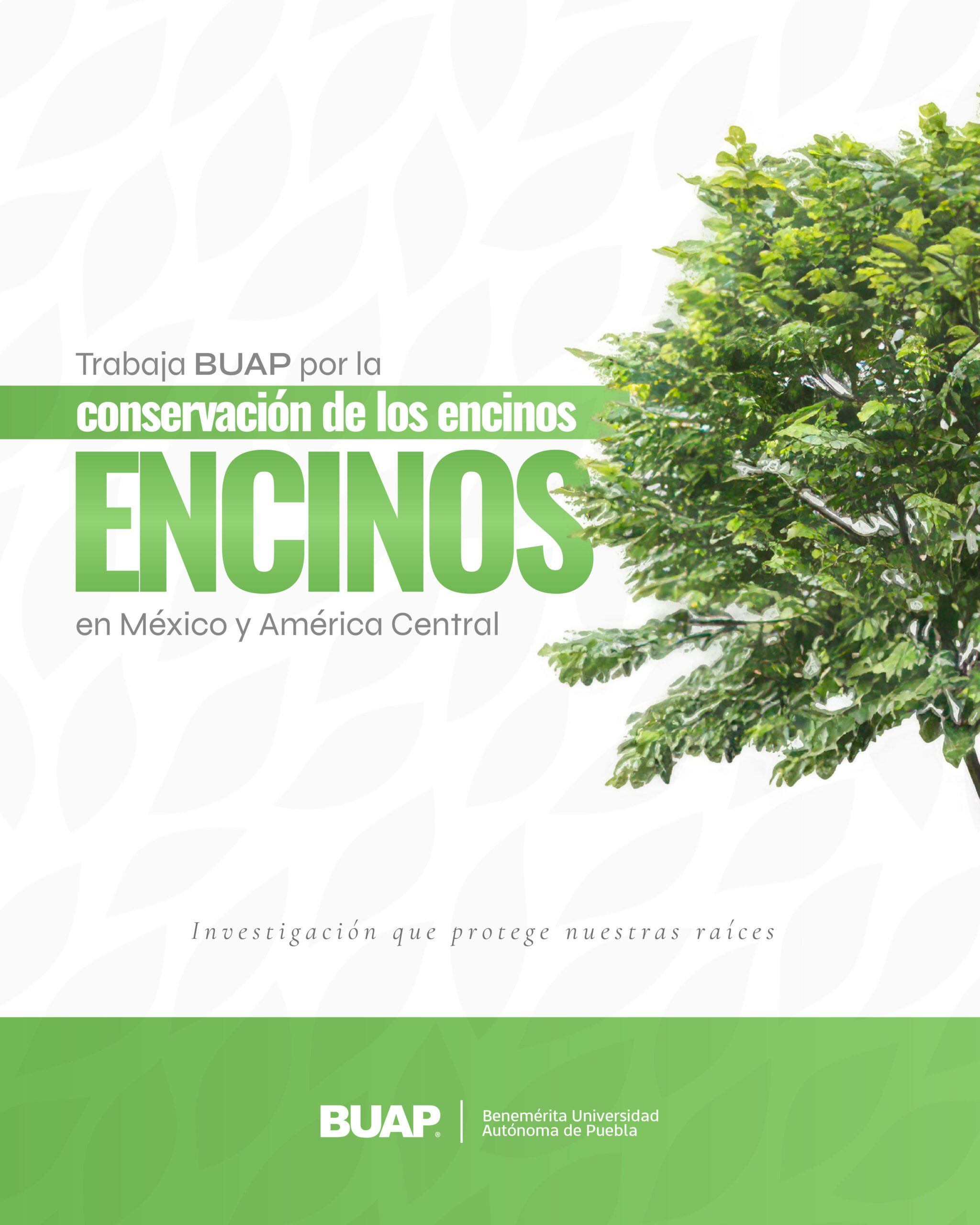 Trabaja BUAP para la conservación de encinos en México y América Central