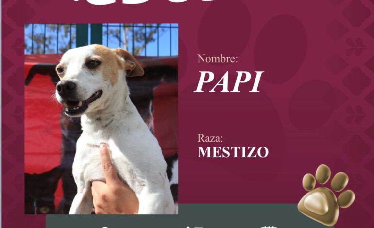 Impulsa Pepe Chedraui la adopción responsable de perritos