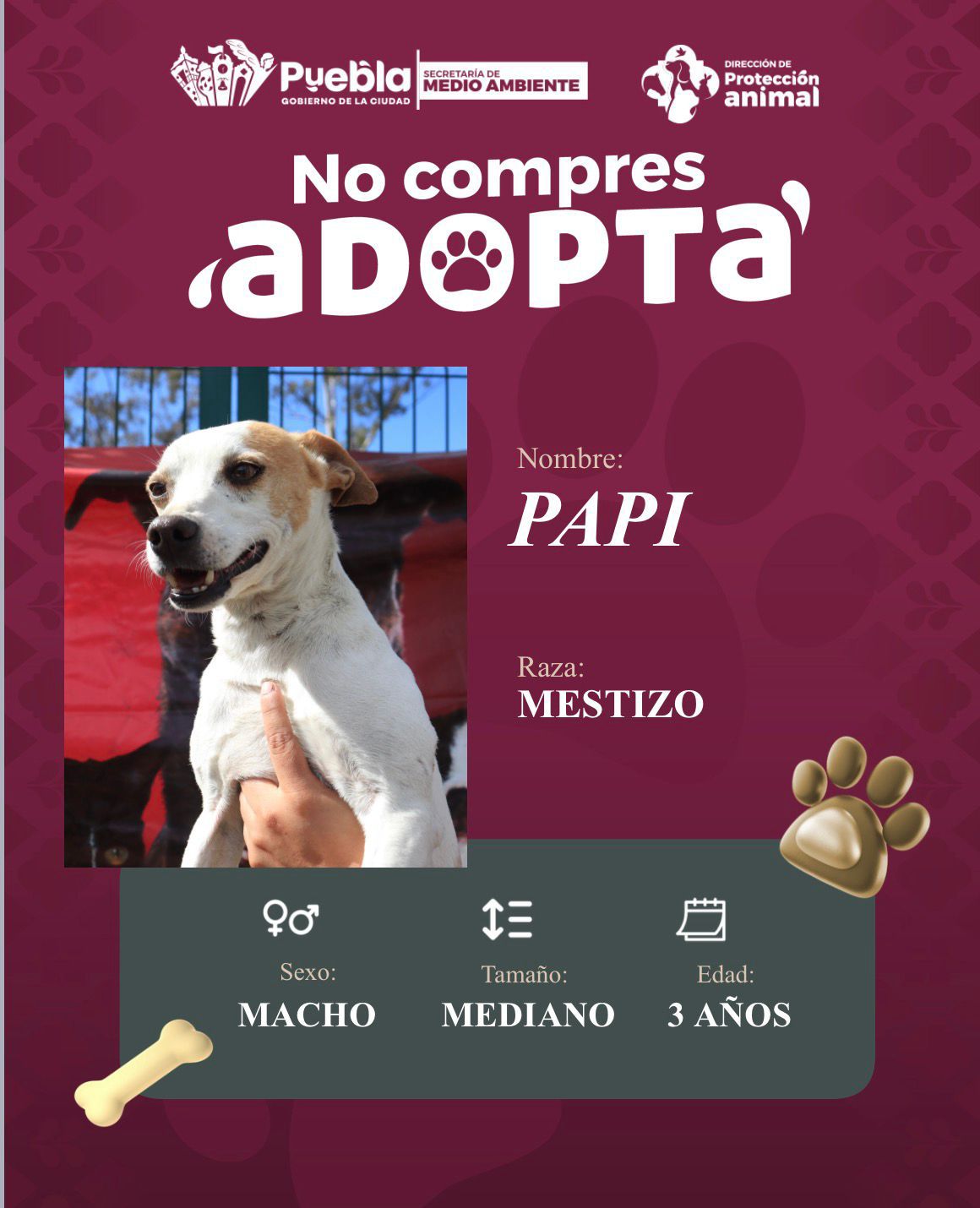 Impulsa Pepe Chedraui la adopción responsable de perritos