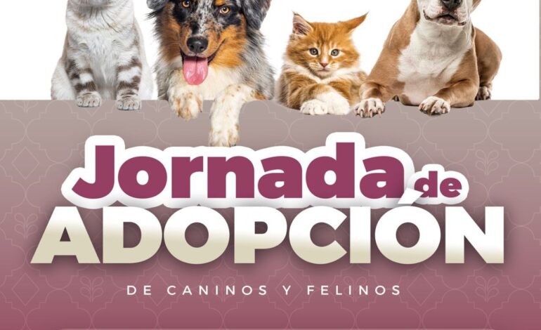 Gobierno de Pepe Chedraui invita a participar en las Jornadas de Adopción de Gatitos y Perritos