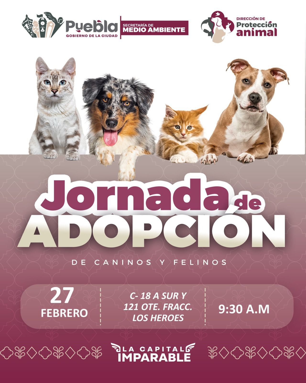 Gobierno de Pepe Chedraui invita a participar en las Jornadas de Adopción de Gatitos y Perritos