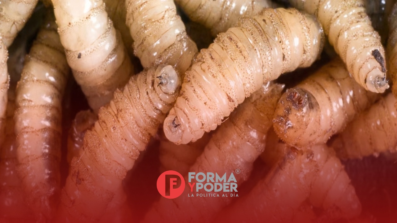 Se registra el primer caso humano de miasis por gusano barrenador en Puebla