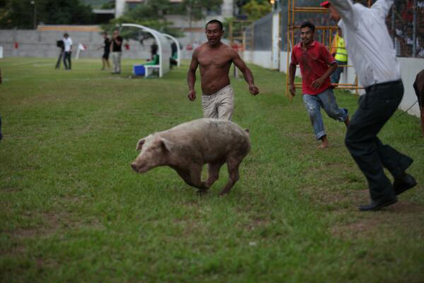Cancelan carrera de borregos y puerco encebado en Eloxochitlán por actos de crueldad: IBA