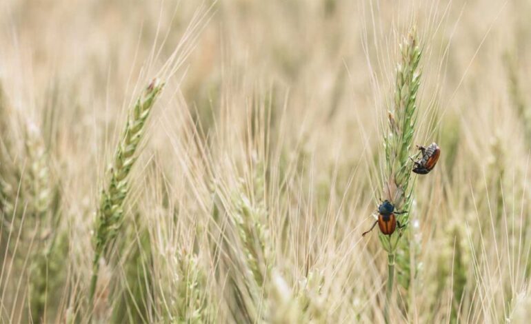 El cambio climático impulsa la expansión de una plaga que amenaza al maíz en México