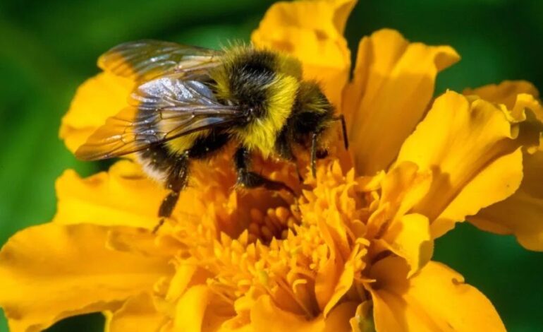 ¿Pueden las abejas tener derechos? La Suprema Corte discutirá un caso inédito en México