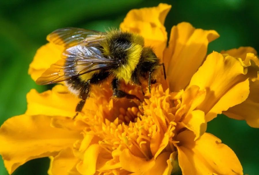 ¿Pueden las abejas tener derechos? La Suprema Corte discutirá un caso inédito en México
