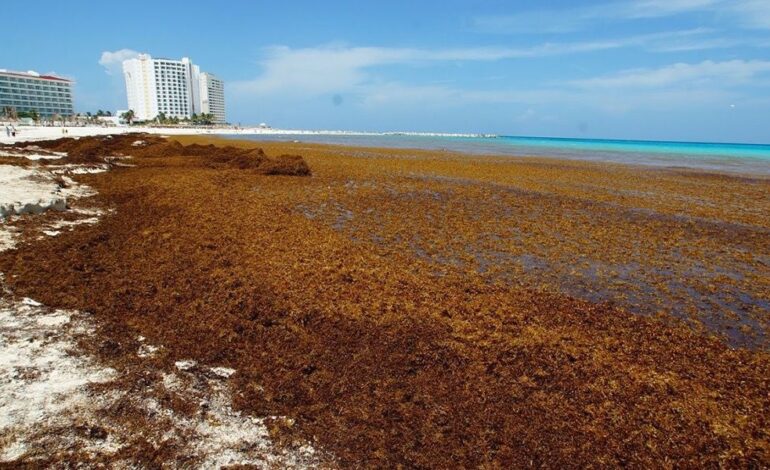 México lanza estrategia histórica para frenar la invasión de sargazo en el Caribe