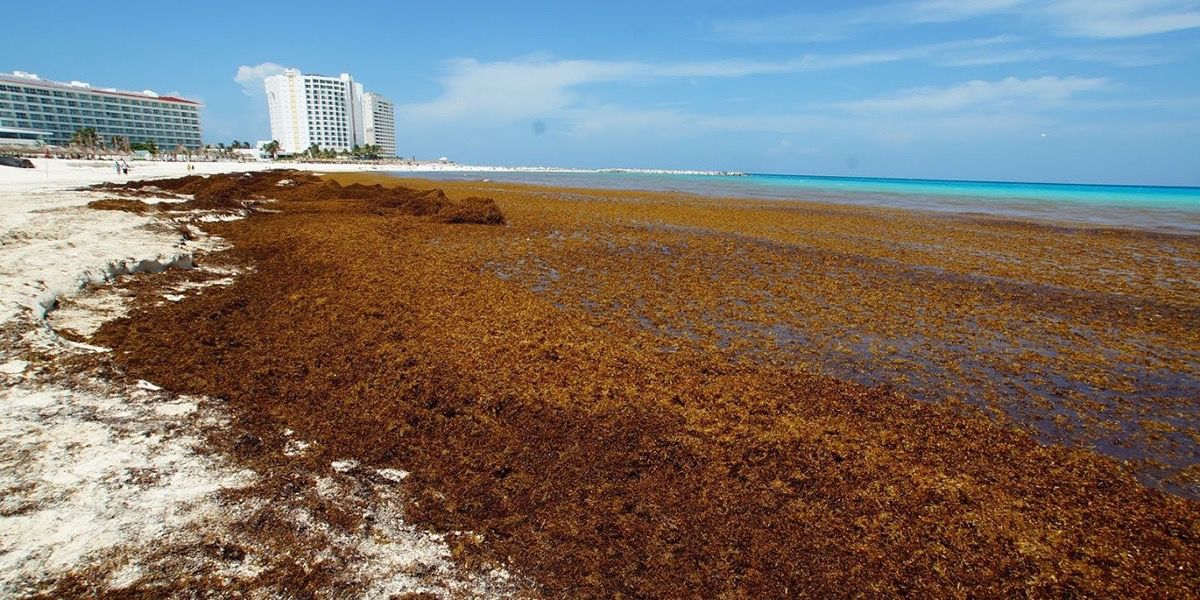 México lanza estrategia histórica para frenar la invasión de sargazo en el Caribe